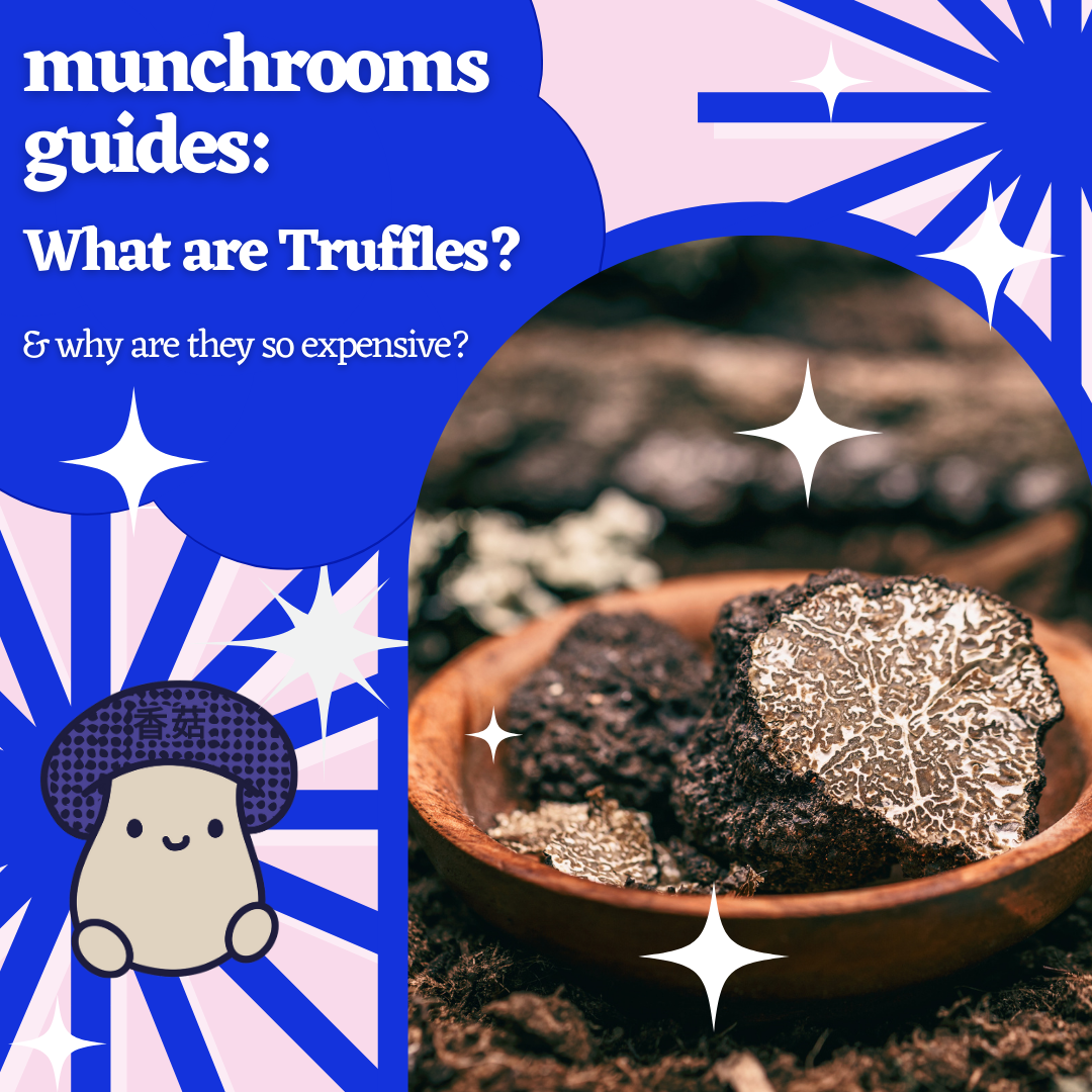 munchrooms Guide: What are Truffles and why are they so expensive?
