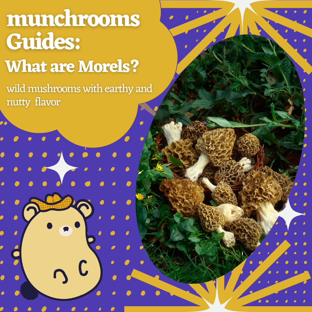 munchrooms guide: what are morels